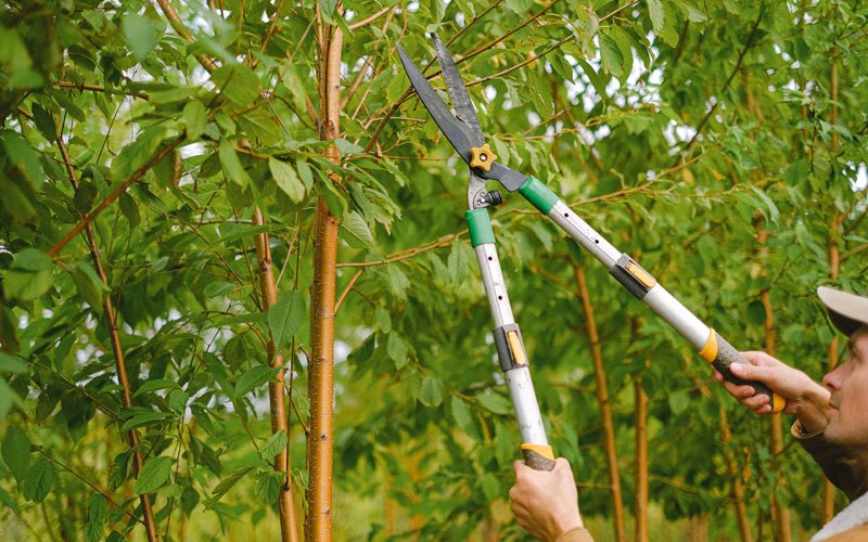 Tree trimming in Martinton, IL