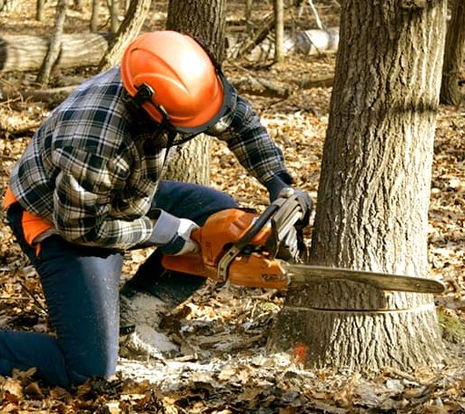 Tree Removal in Martinton, IL